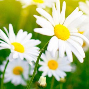 Flower power beauty products ftr