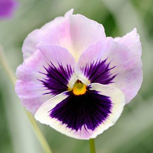 Quantity sold counter chart bar